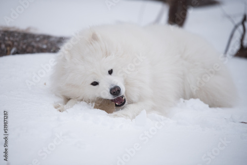 Samoyed white dog is on snow Saulkrasti beach in Latvia © zanna_