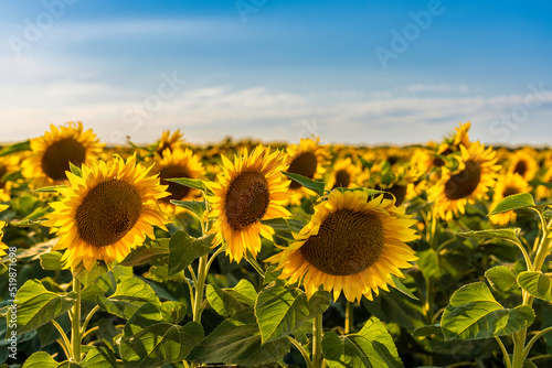 field of sunflowers © petertakacs
