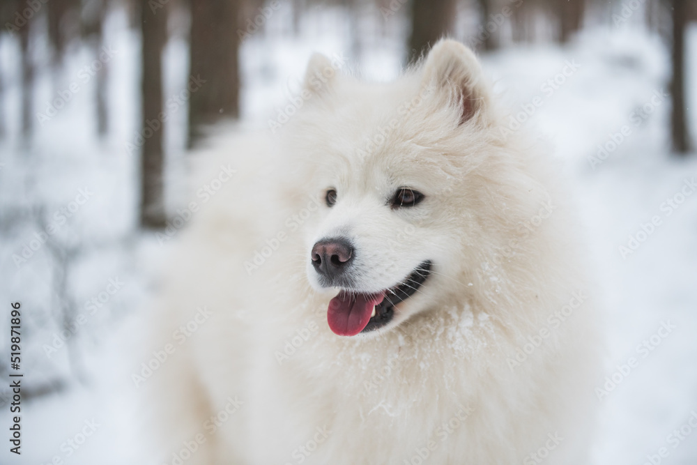 White Samoyed dog portrait closeup is in the winter forest White Samoyed dog portrait closeup is in the winter forest