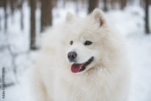 White Samoyed dog portrait closeup is in the winter forest photo