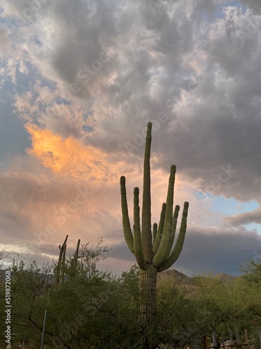 cactus in the desert