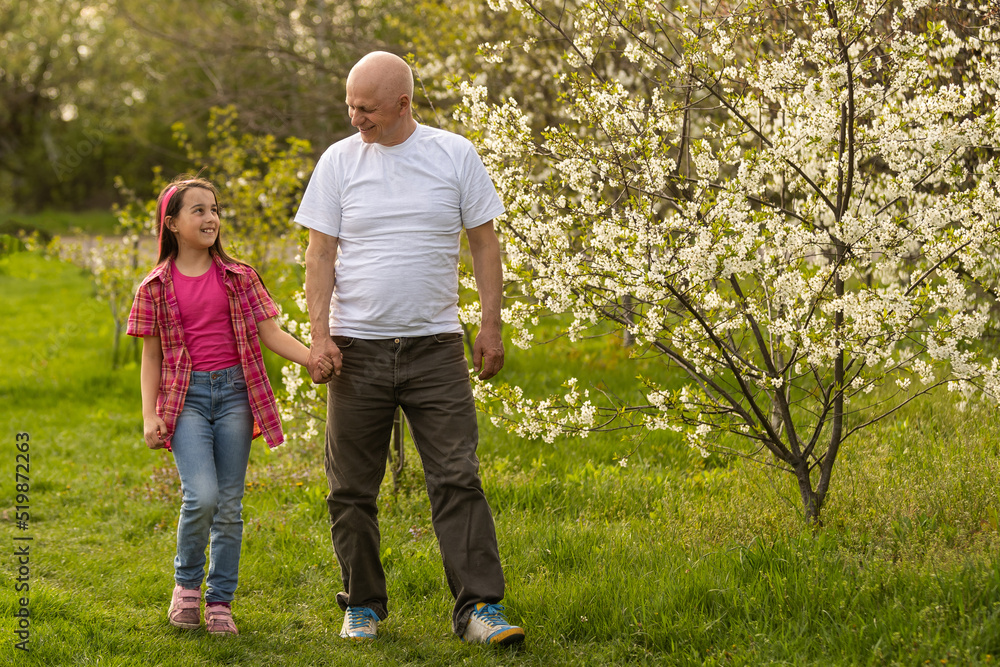 Grandfather And Granddaughter Walking the cherry trees Grandfather And Granddaughter Walking the cherry trees