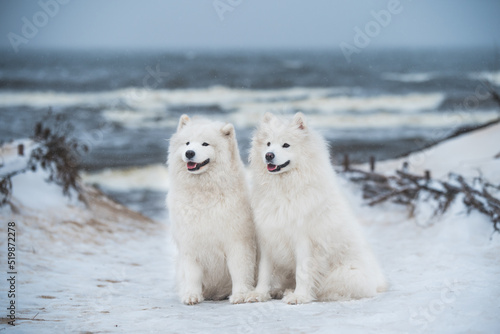 Two Samoyed white dogs are on snow sea beach in Latvia