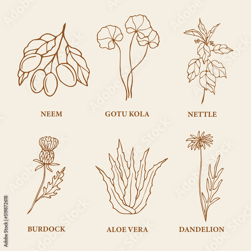 Hand drawn medicinal plants and flowers