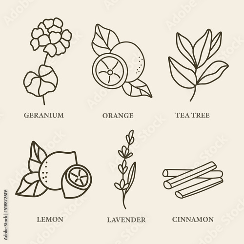 Set of linear essential oil plants and flowers