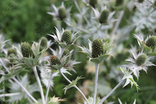 Eryngium maritimum. Eryngium maritimum, the sea holly or seaside eryngo. photo