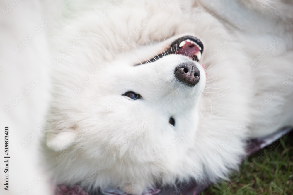 Fototapeta premium White Samoyed puppy sits on the green grass. Dog in nature, a walk in the park
