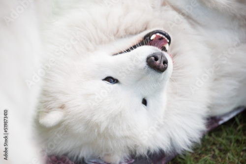 White Samoyed puppy sits on the green grass. Dog in nature, a walk in the park © zanna_