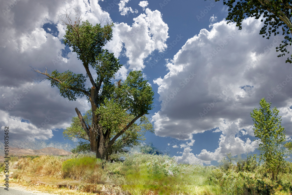 Obraz premium Scenic Tree In Bishop, Ca.