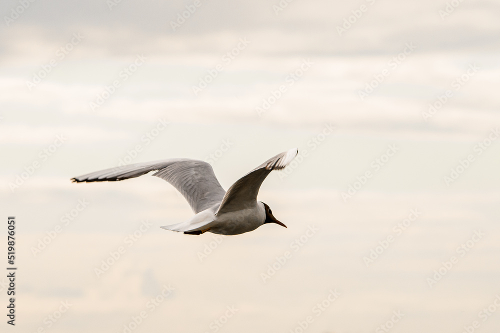 Fototapeta premium beautiful close-up of white seagull with colored head soaring in the air