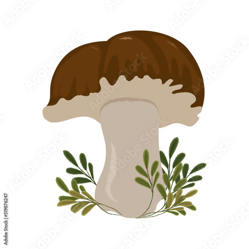 Vector isolated illustration of boletus