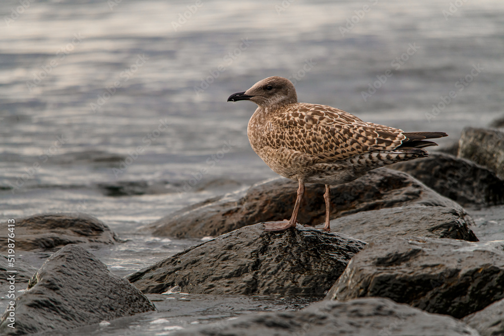 Young herring gull on stone. Side view of bird in natural habitat Young herring gull on stone. Side view of bird in natural habitat