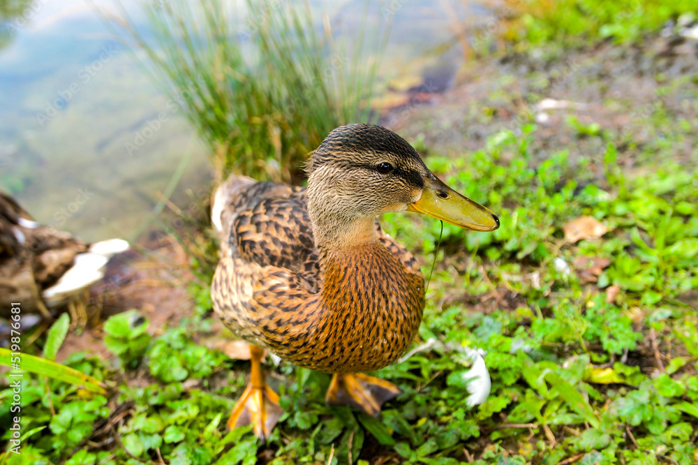 a wild duck mallard came out of the water on the shore a wild duck mallard came out of the water on the shore