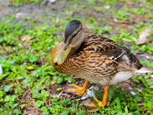 a wild duck mallard stands on the ground