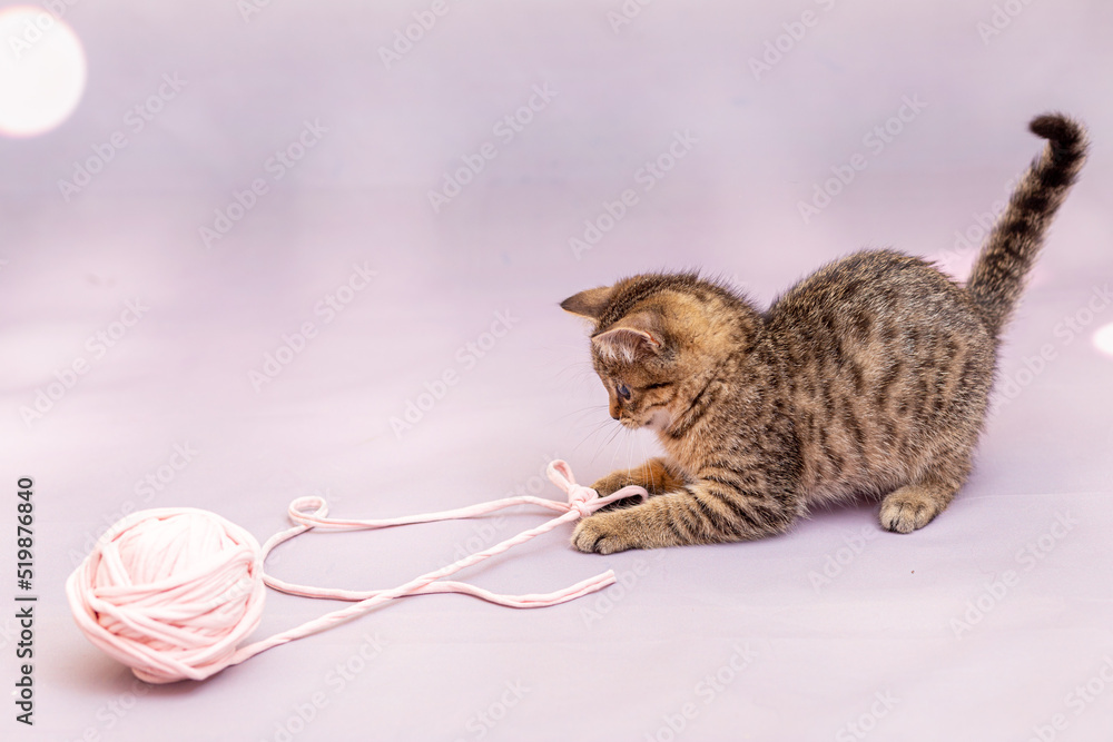 A tabby kitten is playing with a large ball of pink braid. Lilac pastel background, close-up