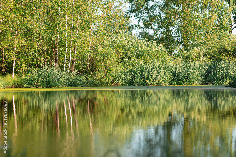 A pond in the forest with birches on the shore on a quiet sunny summer evening. Thickets of sedges on the shore, the reflection of trees in calm water A pond in the forest with birches on the shore on a quiet sunny summer evening. Thickets of sedges on the shore, the reflection of trees in calm water