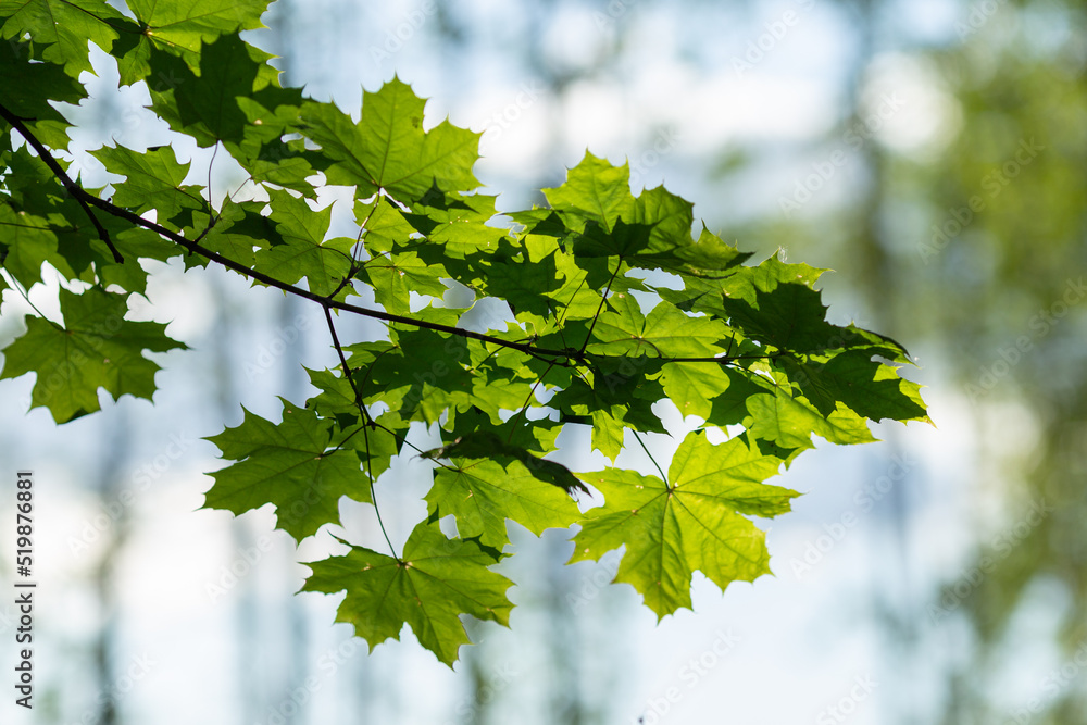 Fototapeta premium A maple branch in the forest is illuminated by the sun on a summer day. Green leaves glow against the sky, blurry background