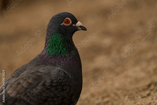 Close-up of head of pigeon with orange eye on blurred background.