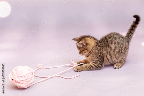 Obraz na płótnie A tabby kitten is playing with a large ball of pink braid. Lilac pastel background, close-up w salonie