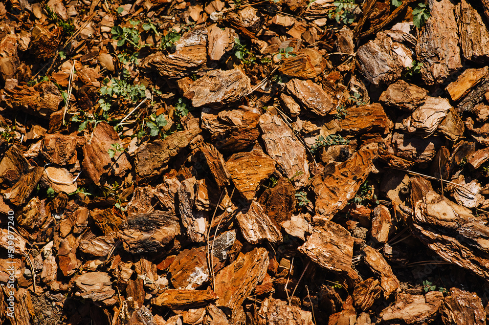 Background, texture of brown peeled bark. Photography of nature. Background, texture of brown peeled bark. Photography of nature.