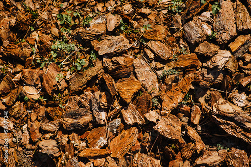 Background, texture of brown peeled bark. Photography of nature.