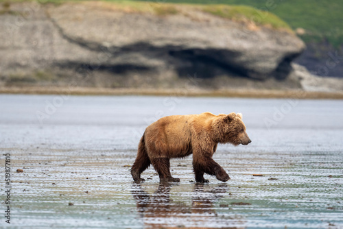 Alaskan brown bear on mudflats