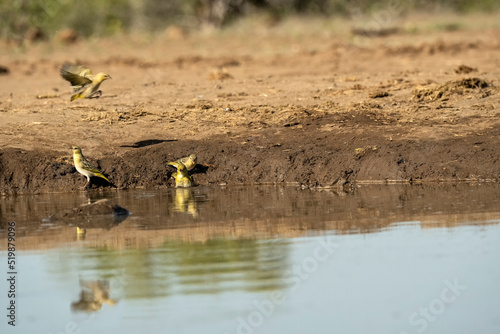 Yellow-fronted canary (Crithagra mozambica) at waterhole in Mashatu;  Botswana;  Africa photo