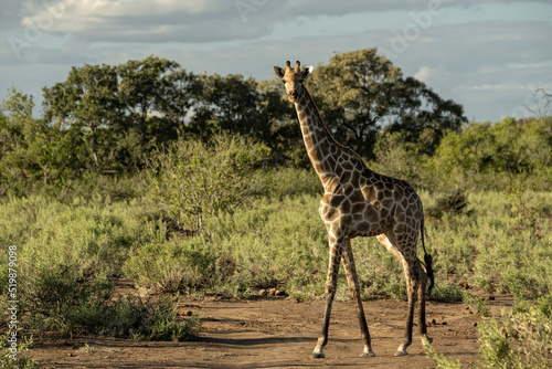 Photography Southern giraffes (Giraffa giraffa) at Mashatu Game Reserve;  Botswana;  Africa