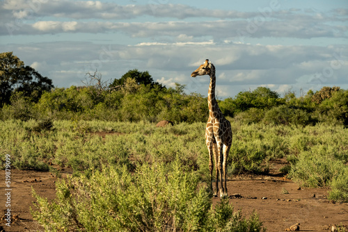 Photography Southern giraffes (Giraffa giraffa) at Mashatu Game Reserve;  Botswana;  Africa