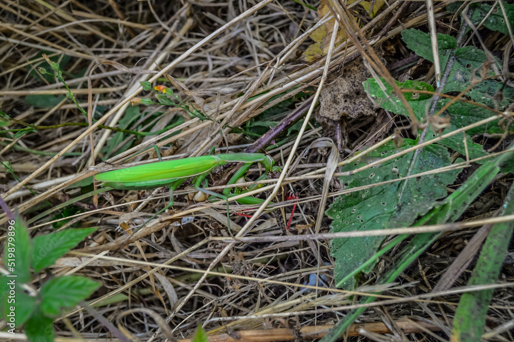 Praying mantis