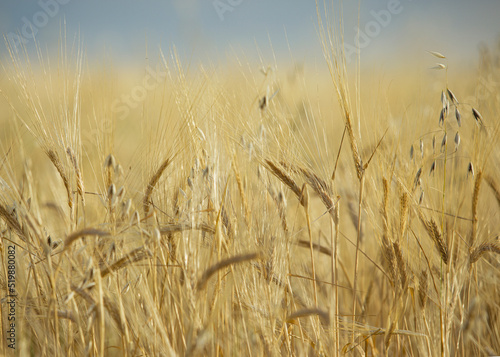 Close up of wheat ears, field of wheat in a summer day. Harvesting period