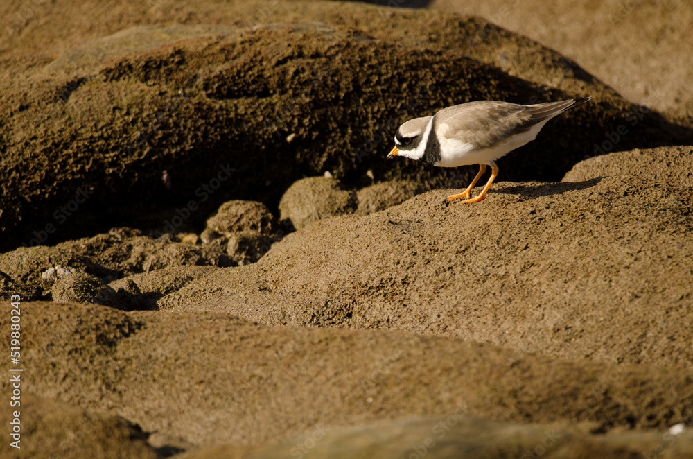 Common ringed plover Charadrius hiaticula. Arinaga Beach. Aguimes. Gran Canaria. Canary Islands. Spain. Common ringed plover Charadrius hiaticula. Arinaga Beach. Aguimes. Gran Canaria. Canary Islands. Spain.