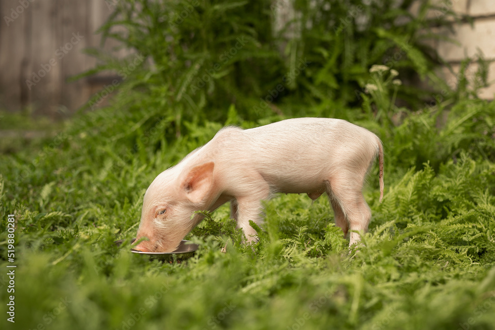 Piglet on green grass eats from a bowl. Agriculture. Livestock. Organic farm. Piglet on green grass eats from a bowl. Agriculture. Livestock. Organic farm.