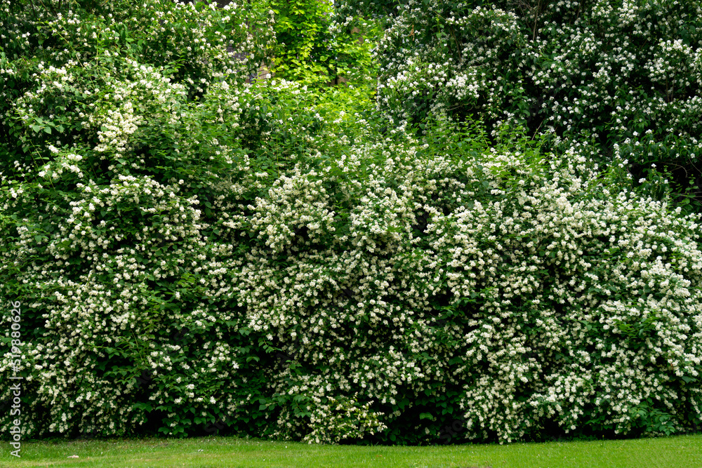 Obraz premium Jasmine bush in full blossom at summer park.