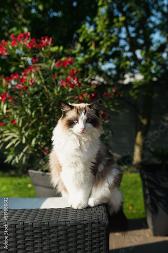 Beautiful furry rag doll cat - ouside fron of red flowers