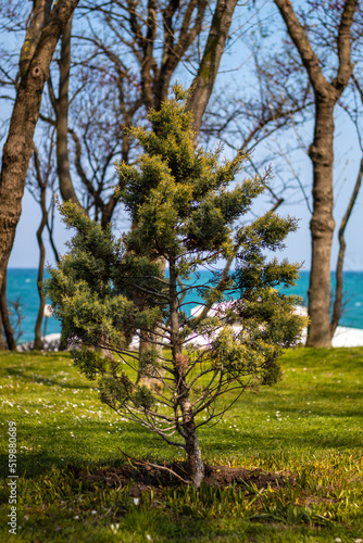 Young pine tree at the seagarden of Burgas photo