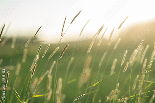 Closeup of blooming hay field in summer in Finland with bright sunlight at the backround.