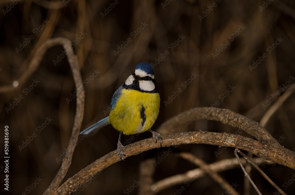 Naklejka premium African blue tit Cyanistes teneriffae hedwigii. The Nublo Rural Park. Tejeda. Gran Canaria. Canary Islands. Spain.