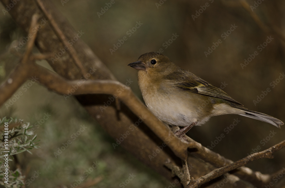 Female common chaffinch Fringilla coelebs canariensis. The Nublo Rural Park. Tejeda. Gran Canaria. Canary Islands. Spain. Female common chaffinch Fringilla coelebs canariensis. The Nublo Rural Park. Tejeda. Gran Canaria. Canary Islands. Spain.