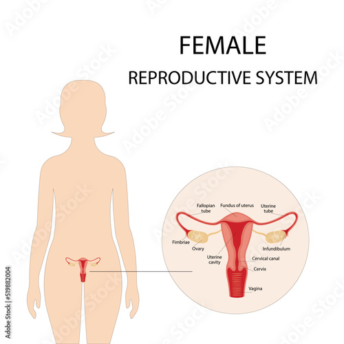 Human anatomy, female reproductive system, female reproductive organs. The system of inclusion the organs of the uterus, cervix, ovaries, ovaries, and fallopian tubes. Overview illustration