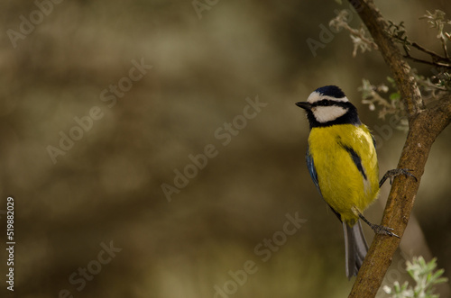 African blue tit Cyanistes teneriffae hedwigii. The Nublo Rural Park. Tejeda. Gran Canaria. Canary Islands. Spain.