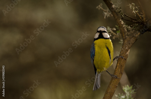 African blue tit Cyanistes teneriffae hedwigii. The Nublo Rural Park. Tejeda. Gran Canaria. Canary Islands. Spain.