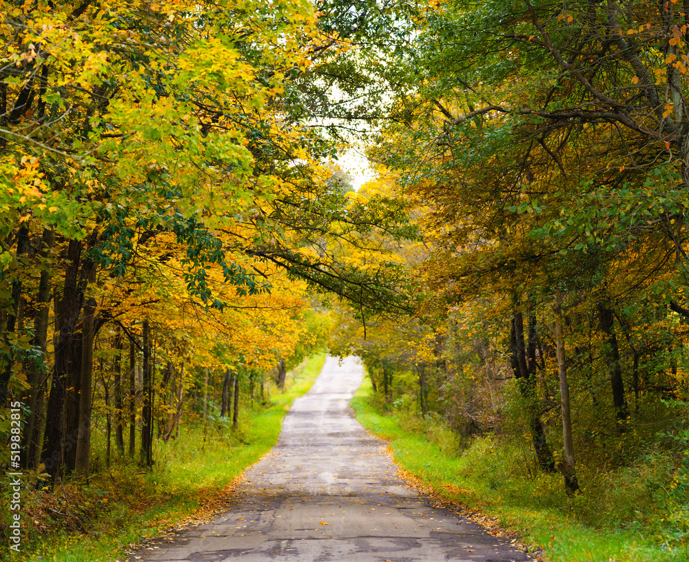 Fototapeta premium Back road through a tunnel of green and yellow trees in autumn in the Holmes County, Ohio countryside