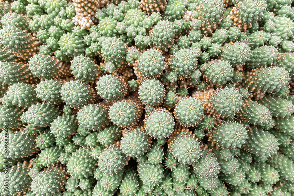 Lanzarote, Jardín de Cactus