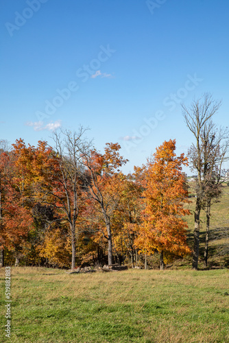 Autumn trees along a field edge in the farmland of Amish country  Ohio