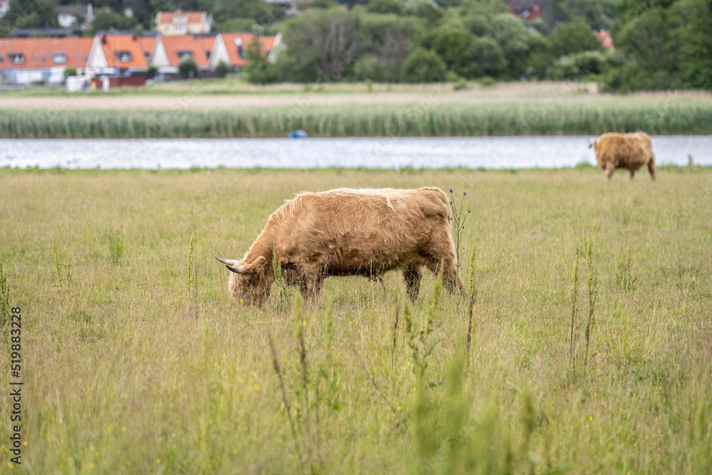 Highland cattle grazing on a field.