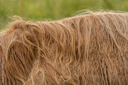 Long back hair of highland cattle.