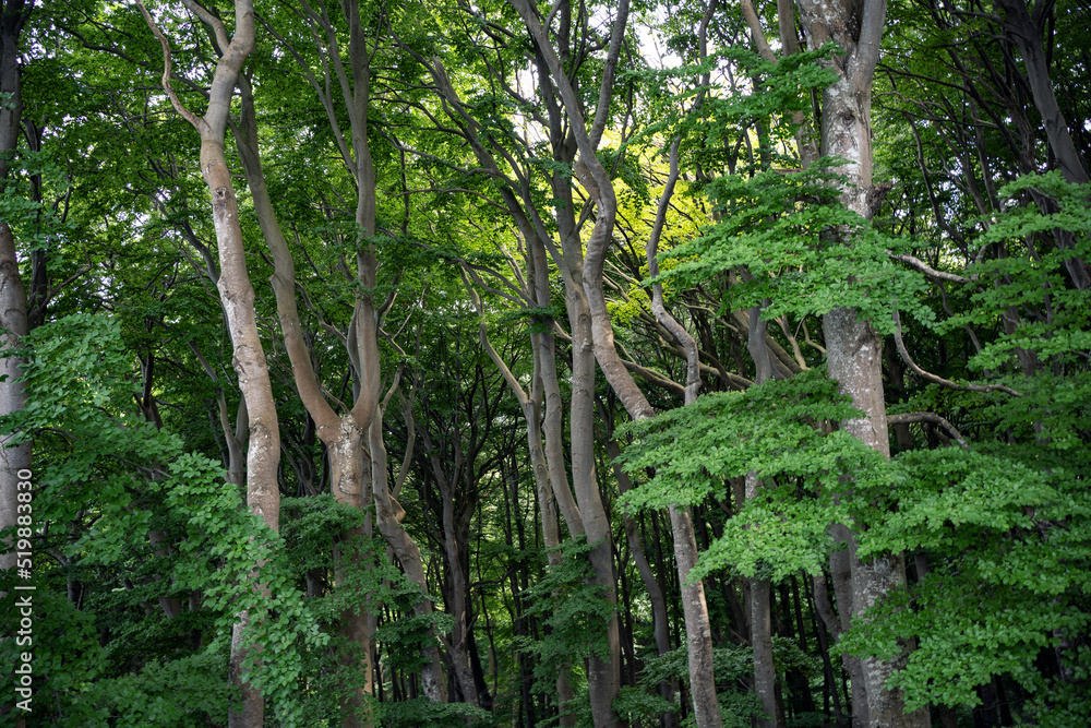 Beech trees in Jasmund National Park, Rügen Island, Germany. Beech trees in Jasmund National Park, Rügen Island, Germany.