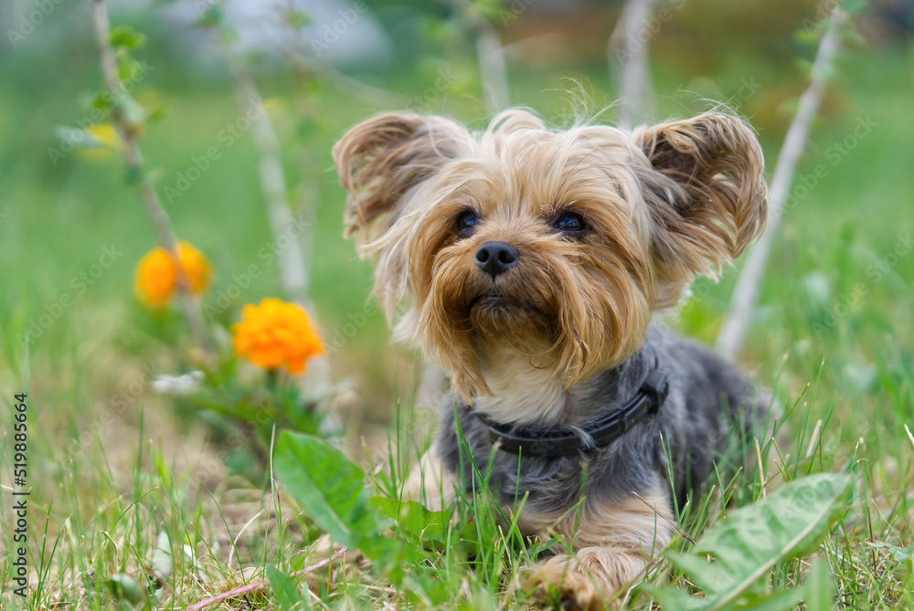 Yorkshire Terrier puppy lies in the low spring grass close to flowers. Funny small York puppy on golden hour time photography. close up Yorkshire Terrier puppy lies in the low spring grass close to flowers. Funny small York puppy on golden hour time photography. close up