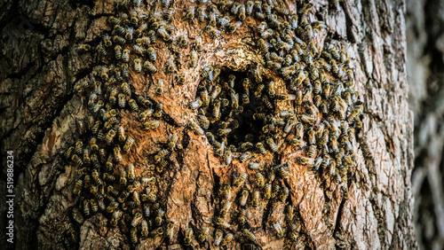Close up of bees building a hive in a tree.
